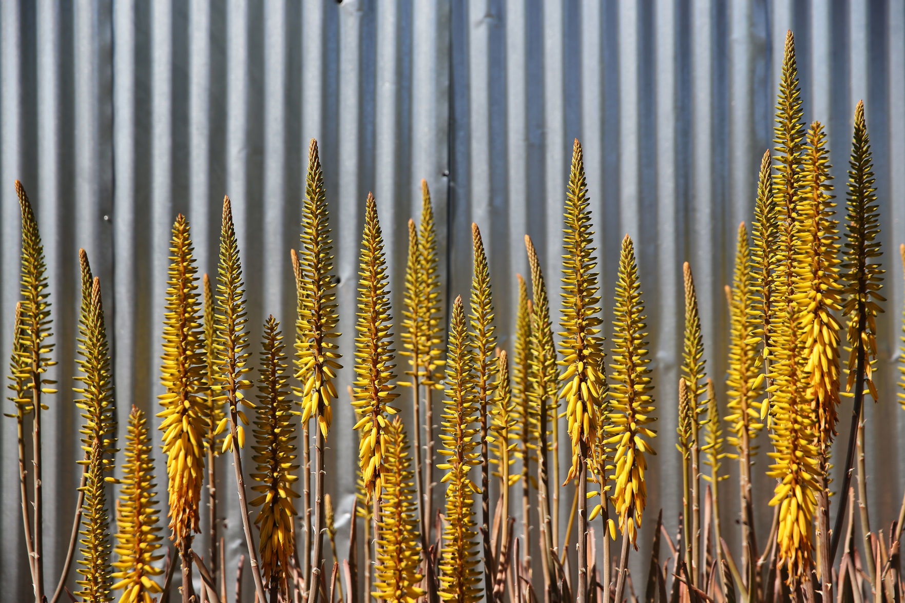 Wildflowers around Tucson, 2020